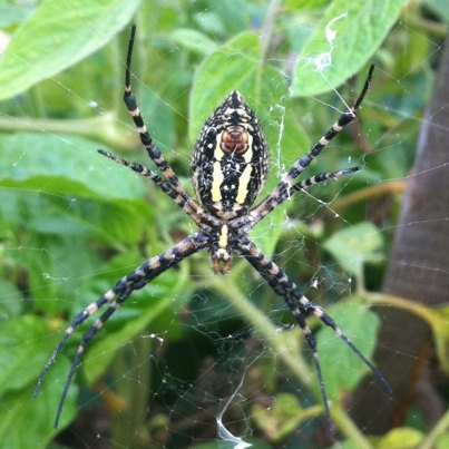Banded Garden Spider on Banded Garden Spider   Project Noah