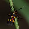 Scythridid Moth