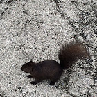 Black (melanistic) eastern gray squirrel
