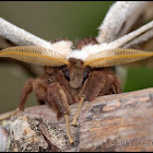 Giant Peacock Moth