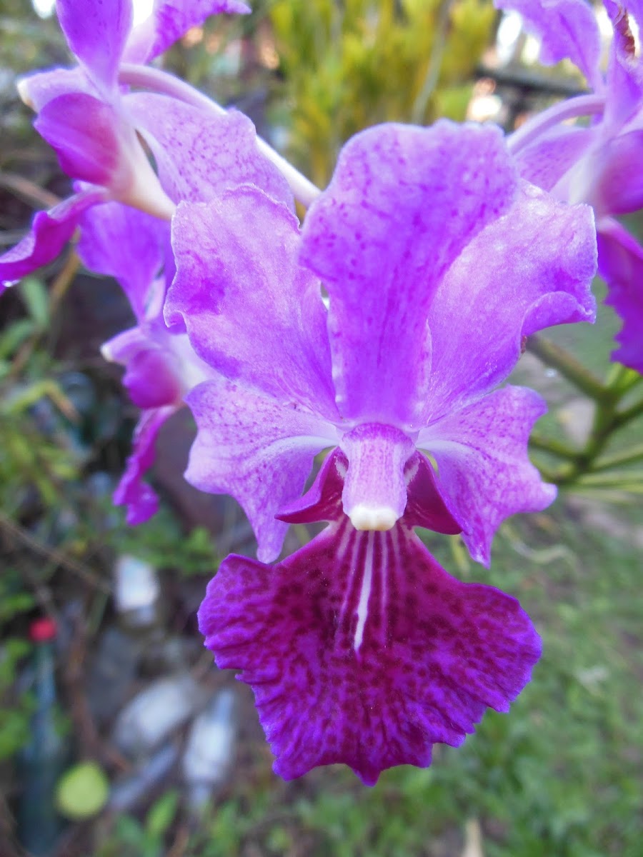 Orchid spp.