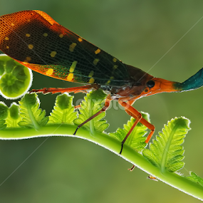 by Dwi Sudarmawan - Animals Insects & Spiders