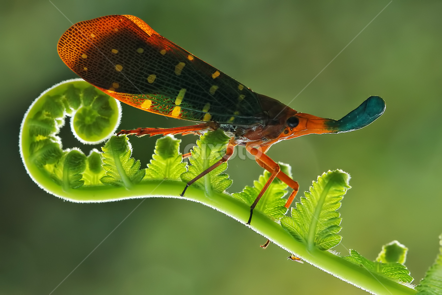 by Dwi Sudarmawan - Animals Insects & Spiders