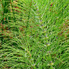 Horsetail