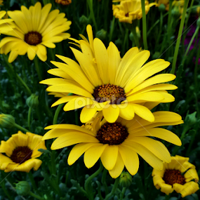 Sunflowers by Manab Das - Flowers Flower Gardens
