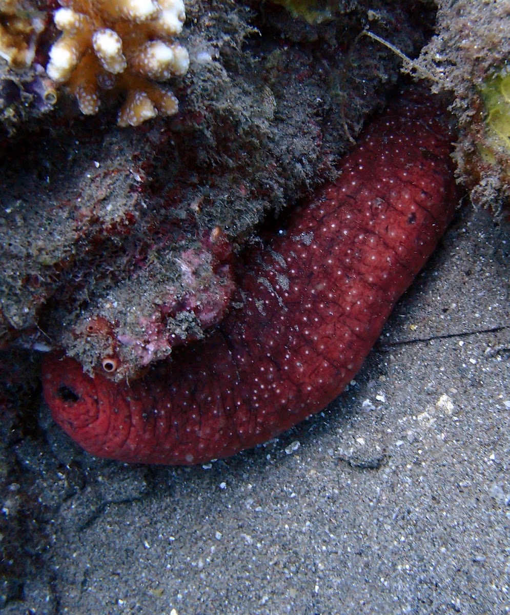 Pinkfish sea cucumber