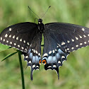 Black Swallowtail, female