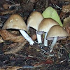 HayMaker's Mushroom
