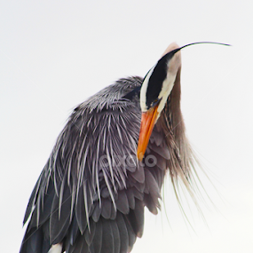 by Jerry Houle - Animals Birds