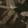 black and white warbler