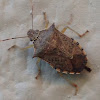 Spined soldier bug.