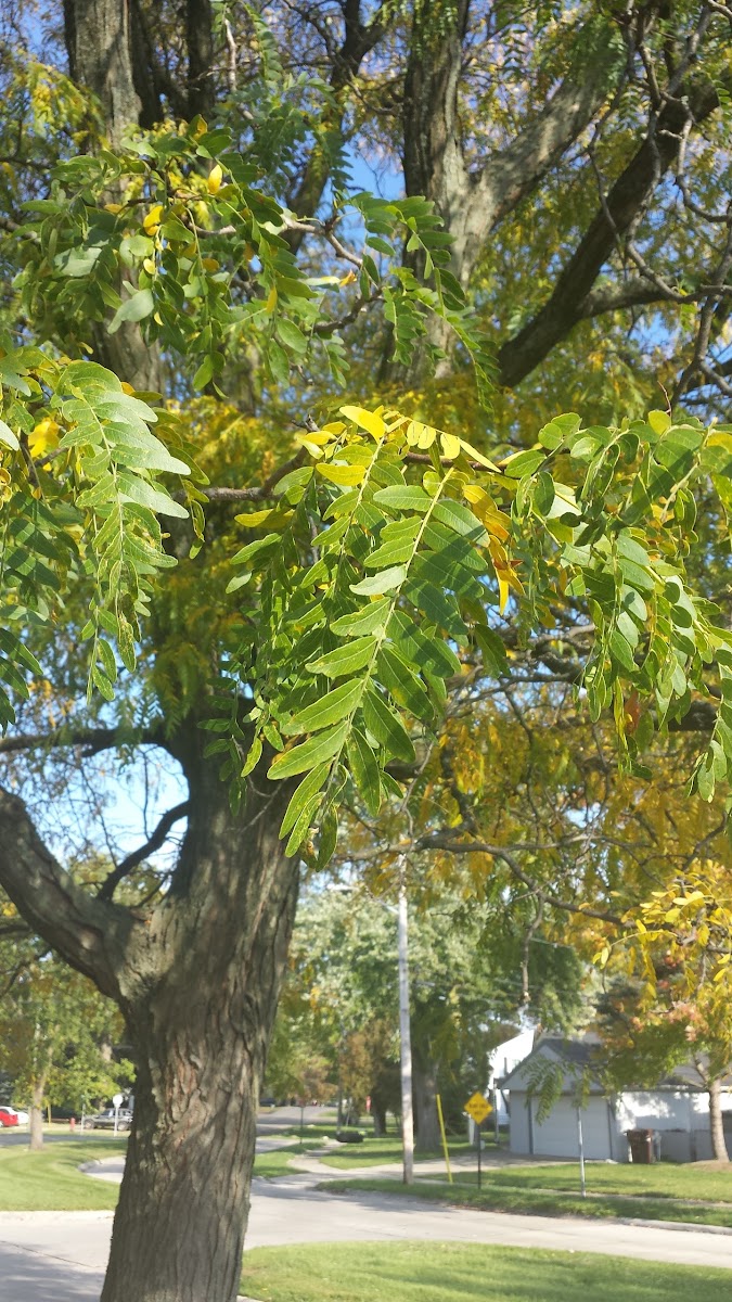 Locust Tree