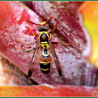 Tropical Paper Wasp