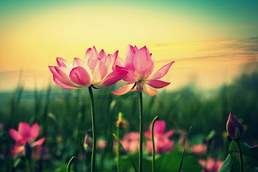 Lotus flower wallpaper