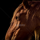 Enduring Spirit by Kim Wilhite -  