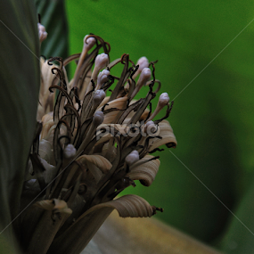 by Anca Schipor - Flowers Single Flower