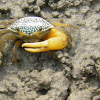 Costal Crab