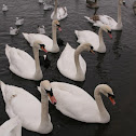 Mute Swans