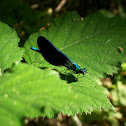 Common blue damselfly