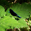 Common blue damselfly