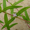 Rough Buttonweed