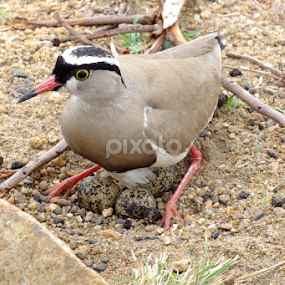 Crowned  Lapwing by Piet  Grobler - Animals Birds