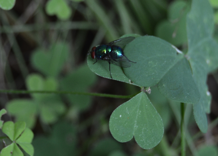 Green fly