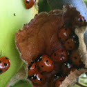 Seven Spot Ladybird