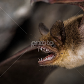 Mexican Fishing Bat (Myotis vivesi) by Scott Trageser - Animals Other Mammals