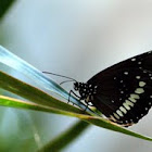black crow butterfly