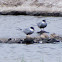 Whiskered tern; Fumarel Cariblanco