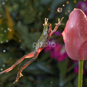 Catch the ball by William Lee - Animals Amphibians