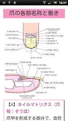 爪の構造と働き Androidアプリ Applion