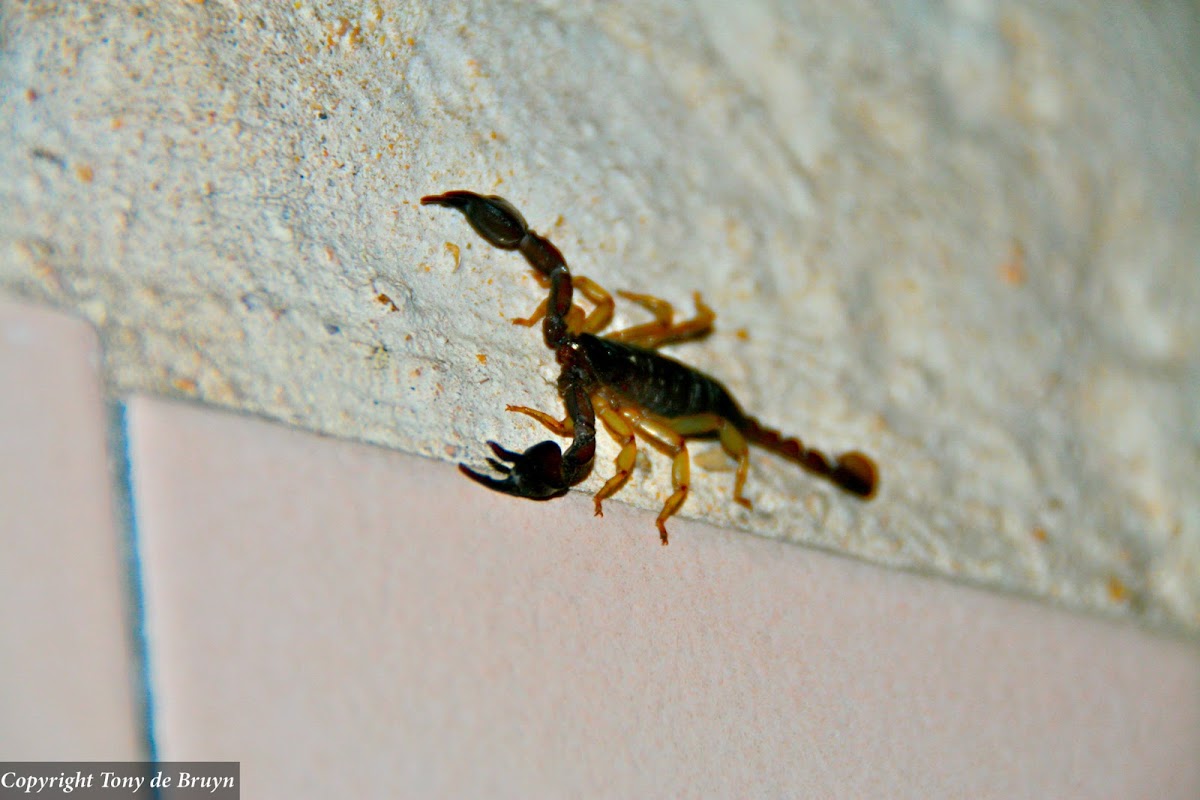 European yellow-tailed scorpion