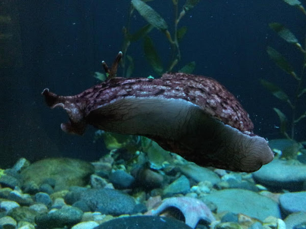 California sea hare | Project Noah
