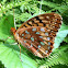 Great Spangled Fritillary