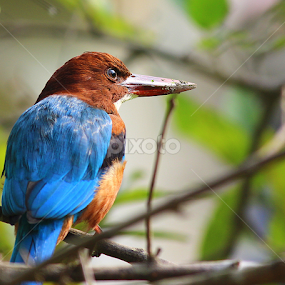by Prithwish Mondal - Animals Birds