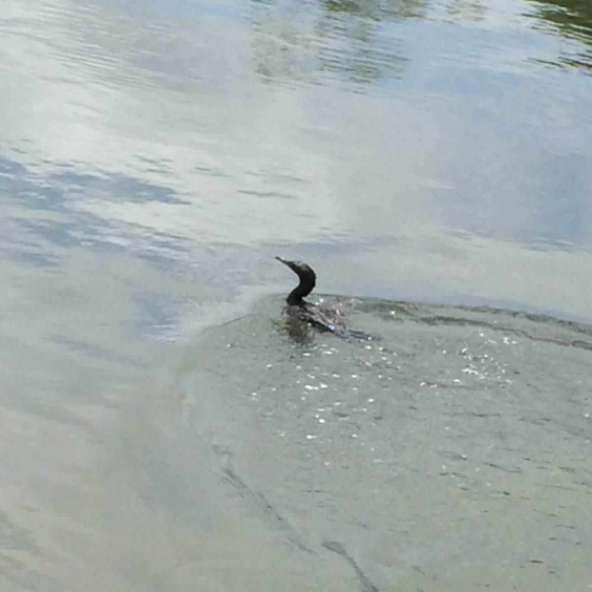 Little black cormorant