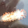 Cockerell's Dorid