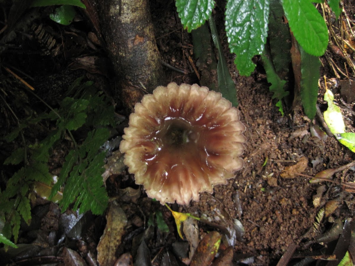 cup fungus