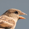 house sparrow female