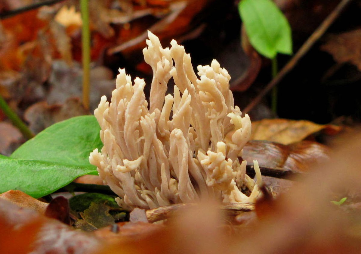 White coral fungus