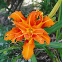 Orange Day Lily