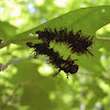 Buck moth caterpillar exoskeletons