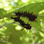Buck moth caterpillar exoskeletons