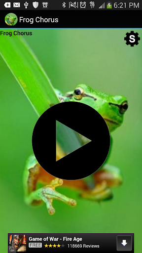 Soothing Frog Chorus