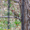 yellow-shafted northern flicker woodpecker