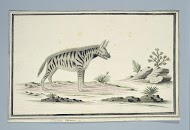 Proteles cristatus (probably) (Aardwolf)