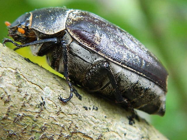 Rain Beetle