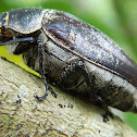 Rain Beetle